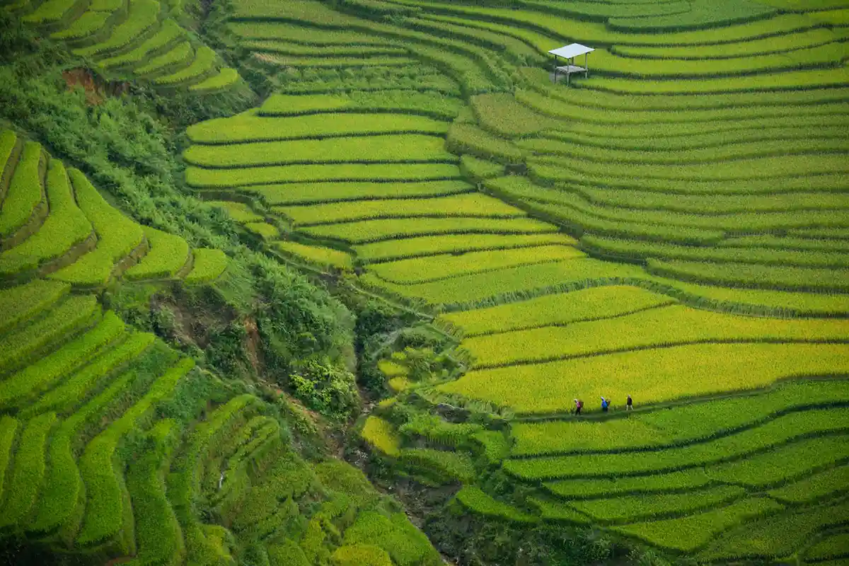 Trekking à Sapa